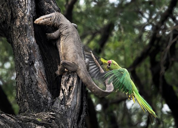 Parakeet attcking monitor lizard thumbnail