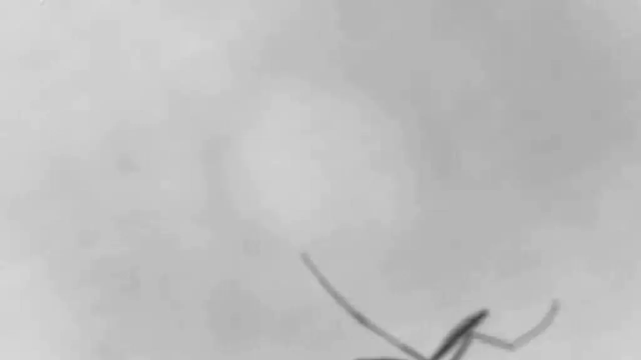 Preview thumbnail for The Mosquitos High-Pitched Love Duet