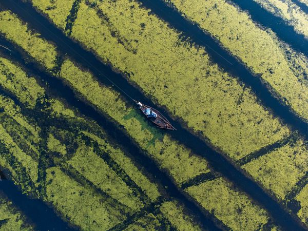 Fishermen catching fish on a boat amid algae patterns. thumbnail