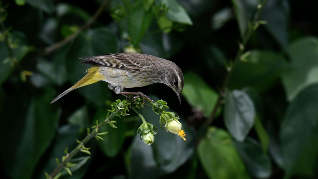 Inspecting the Pavonia Smithsonian Photo Contest Smithsonian Magazine