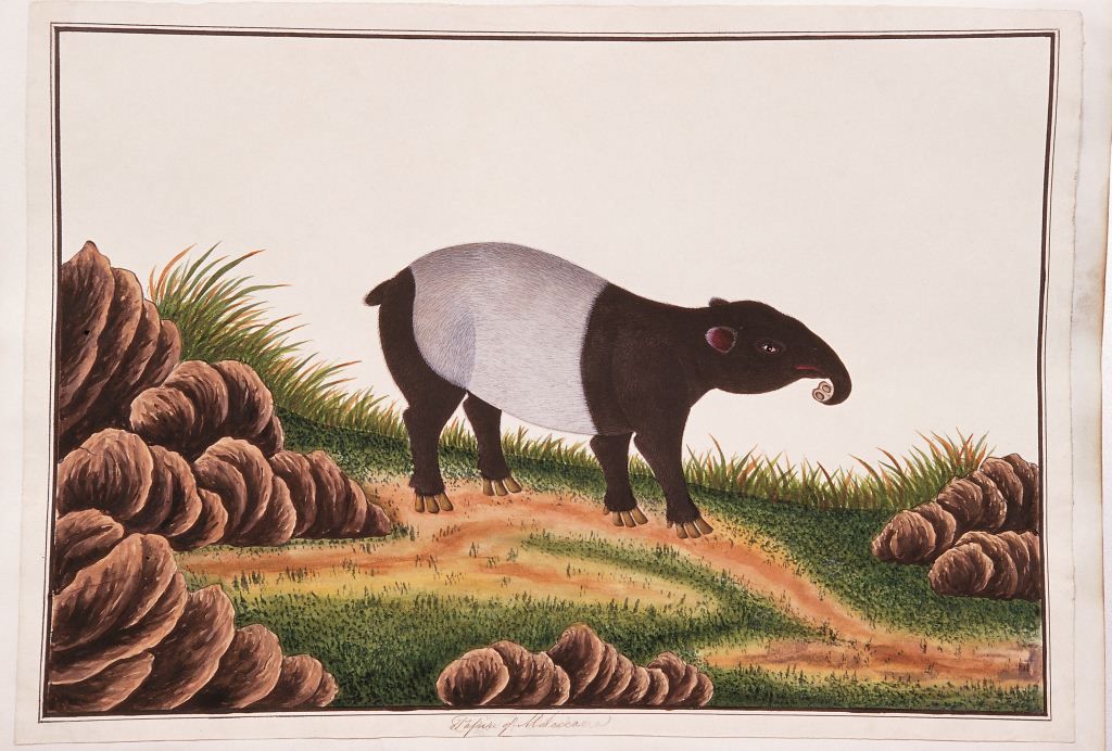 A 19th-century drawing of a Malayan tapir