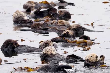 Sea otters float amid a forest of kelp off California&rsquo;s Central Coast.