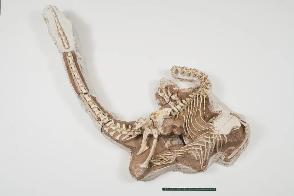 Skeleton of dinosaur