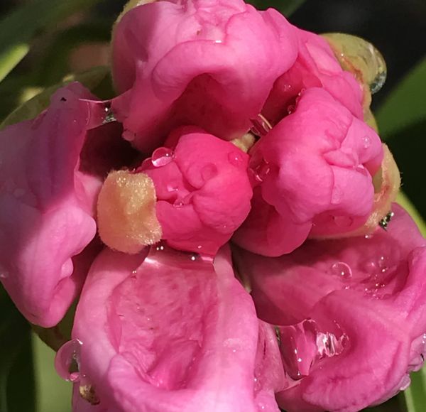 A bright pink bud with water droplets. thumbnail