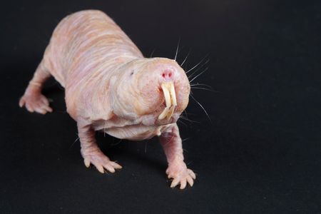 Researchers were first intrigued by the social structure of the mole rats in the 1970s because, like bees and termites, naked mole rats have a single-breeding queen and have non-breeding worker rats
