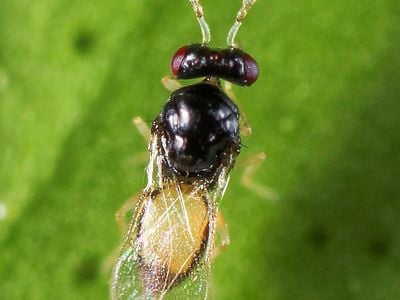 The tiny little parasitic wasp Tamarixia radiata.