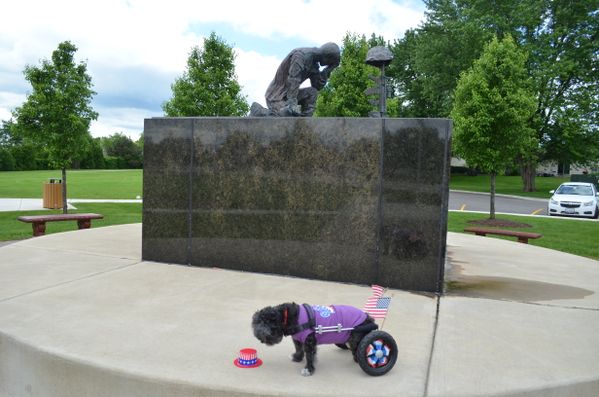 Paraplegic Pup at Veteran's Memorial on Memorial Day thumbnail