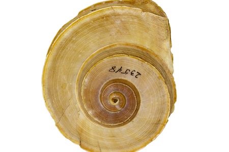 EO_035269_Land_Snail_Tropidophora_cuvieriana_001.jpg