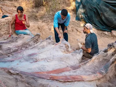 Paleontologists uncovered vertebrae and ribs from an enormous sauropod in Portugal.