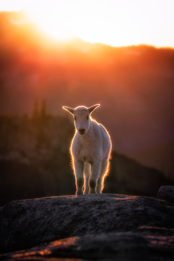 A baby mountain goat catches the last light of the day in the backcountry thumbnail