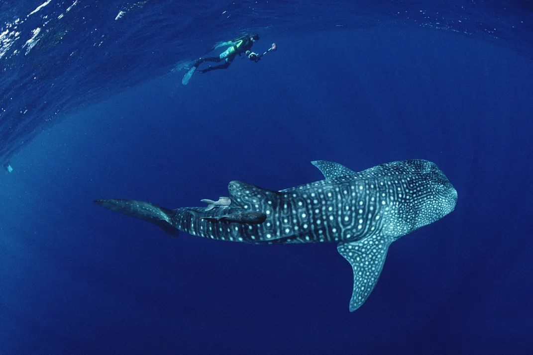 A whale shark passes beneath a snorkeler off the cost of Cocos Island. (Flip Nicklin/Corbis)