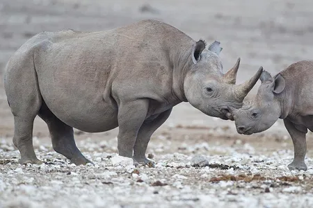 Two black rhinos, a mother and her calf, explore a watering hole at Etosha National Park in Namibia. 