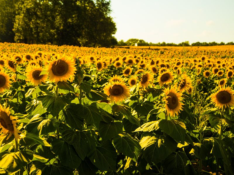Sunflowers in Kansas Smithsonian Photo Contest Smithsonian Magazine