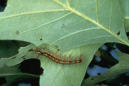 A gypsy moth larva crawls along a leaf.