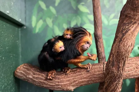 For the first time in 16 years, a pair of golden-headed lion tamarins were born on the morning of October 7, 2021. New mom Lola carries the new infants on her back and cradles them close to her body.&nbsp;