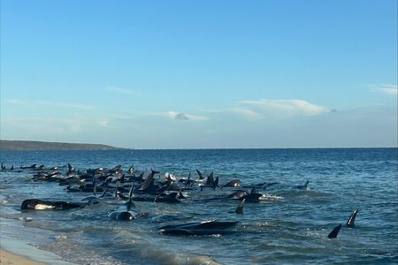 160 pilot whales, mainly adult females with several young calves, stranded themsleves in shallow waters on Thursday morning in Western Australia.