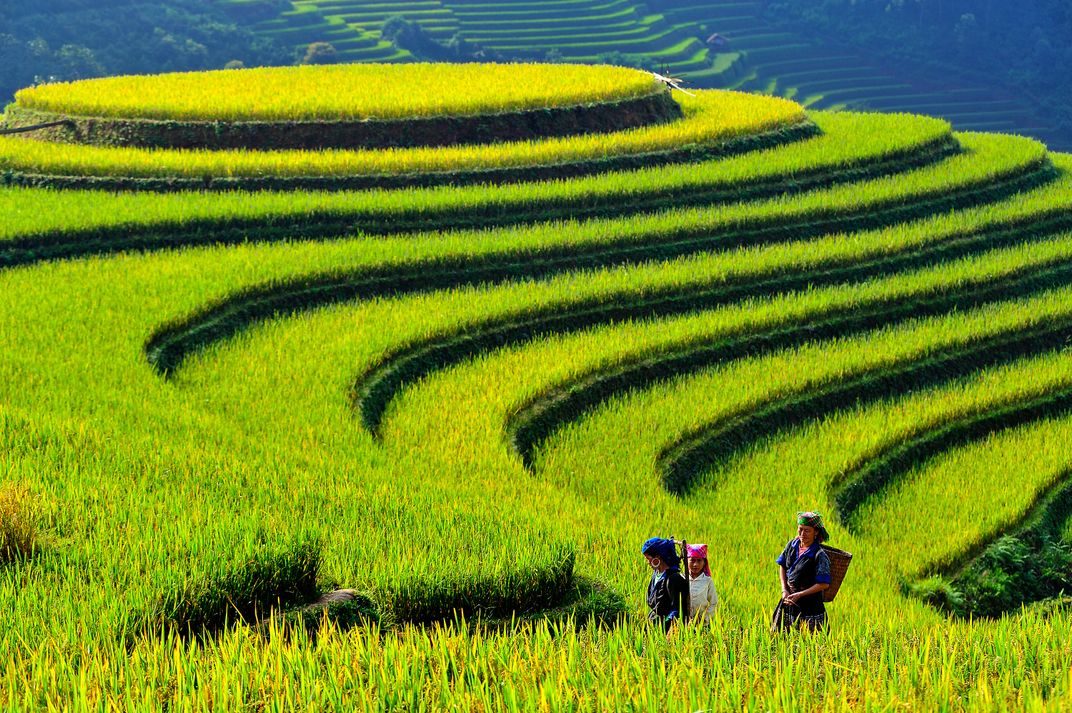 Terraced rice fields in Vietnam. Credit: Hoang Long Ly