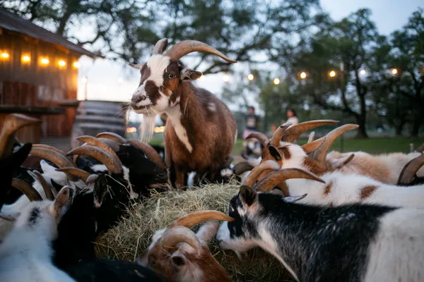 The Goat Pen thumbnail