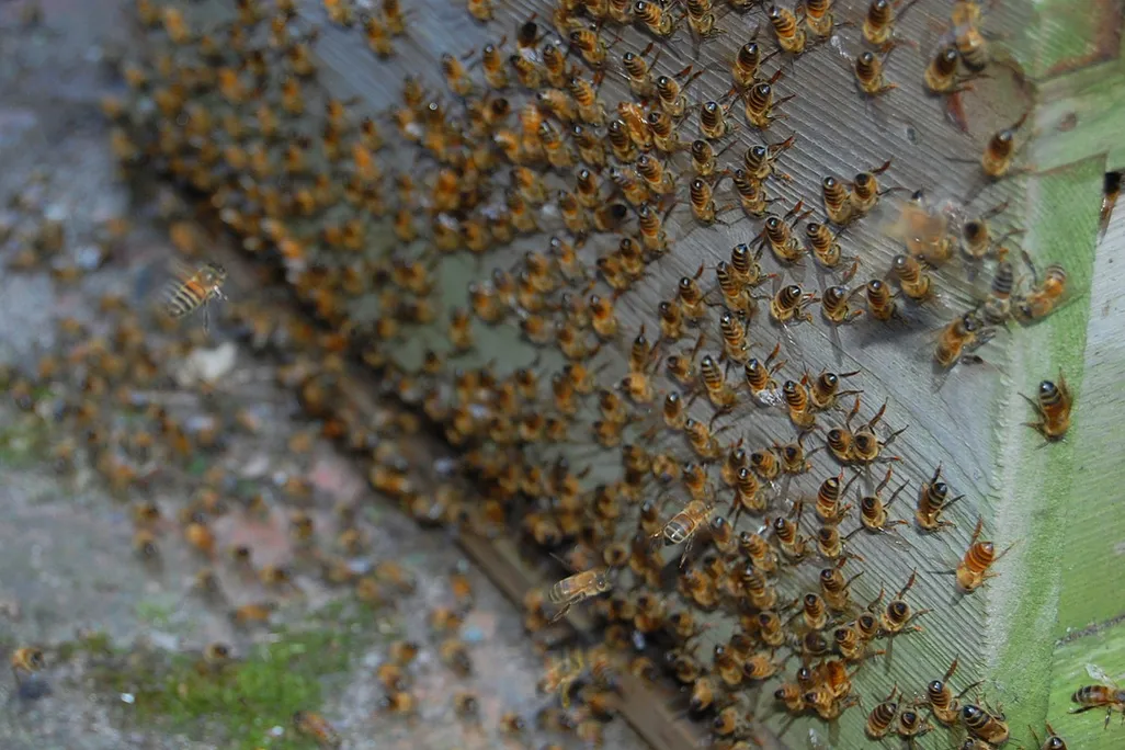 20121005030027bees.jpg