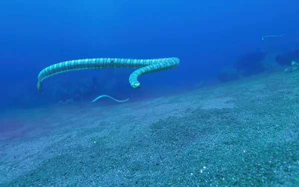Sea Snake 1, Raja Ampat, Indonesia thumbnail