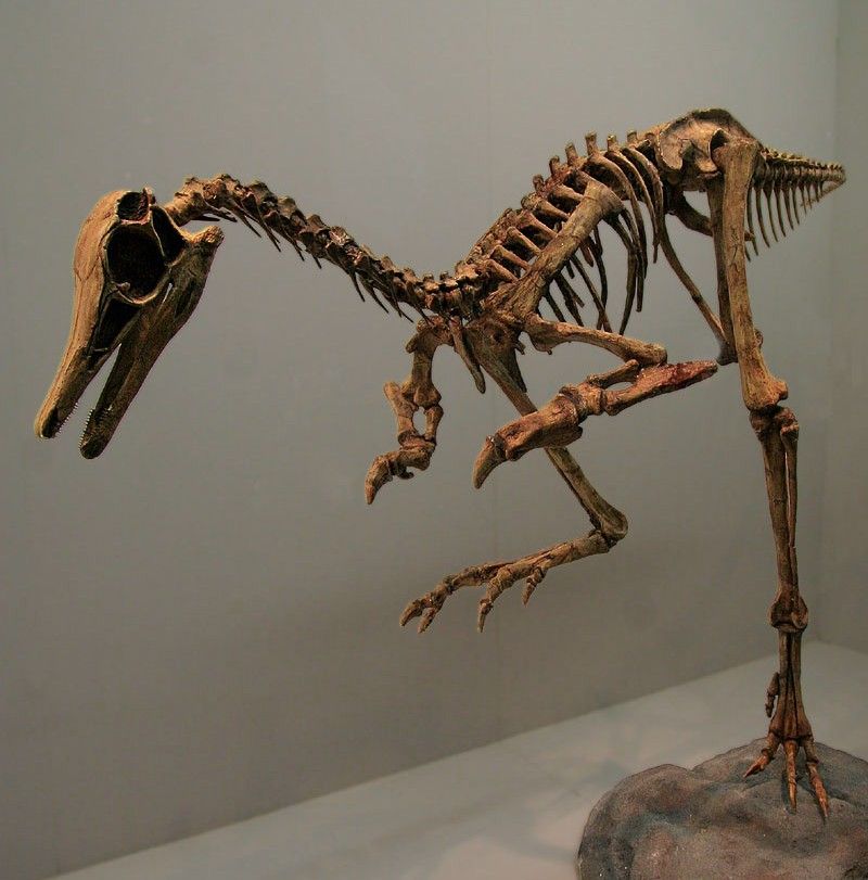 Small, Stubby-Armed Dinosaurs Have Confounded Paleontologists. Are ...