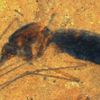 A Fossilized Blood-Engorged Mosquito Is Found For the First Time Ever icon