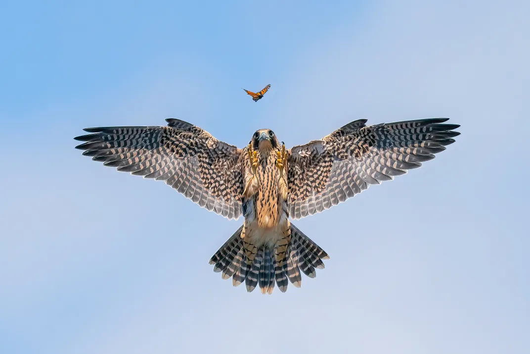 Peregrin falcon stares at a butterfly while soaring through the air against blue sky backdrop