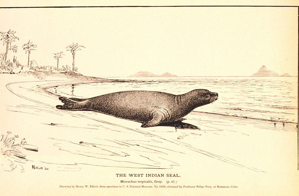 Caribbean monk seal sketch