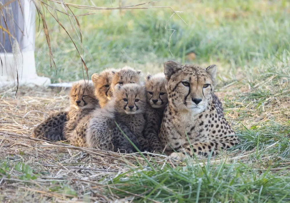 Cheetah mother and cubs huddled together in the grass