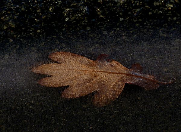 Frozen Oak Leaves 02 - Pearling thumbnail