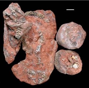 20110520083211snake-eggs-sauropod-300x295.jpg