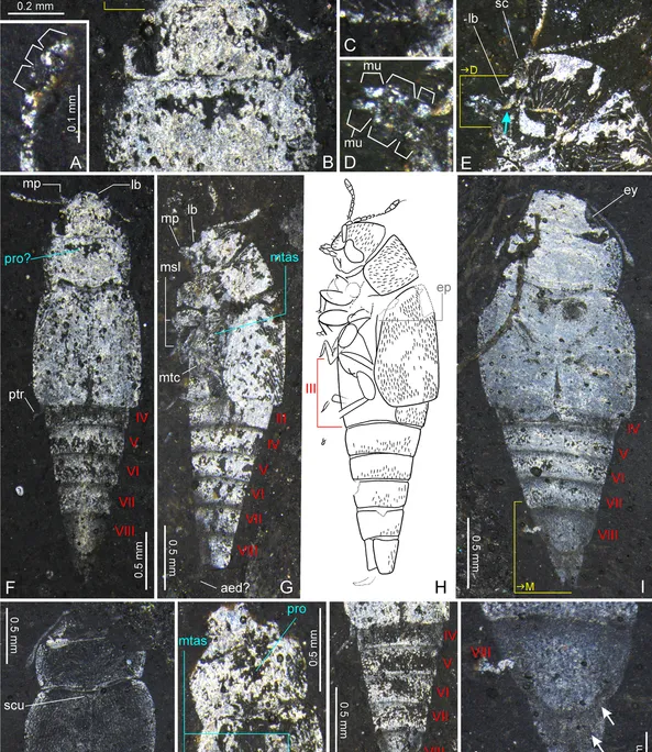 Fossil Beetle
