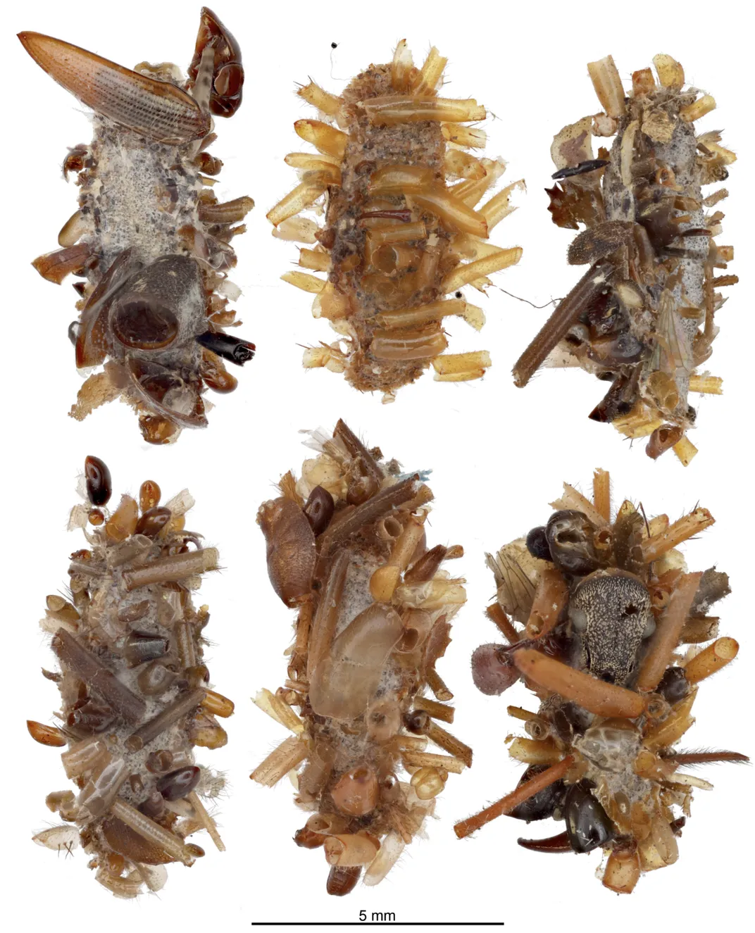 six examples of bone collector caterpillar cases