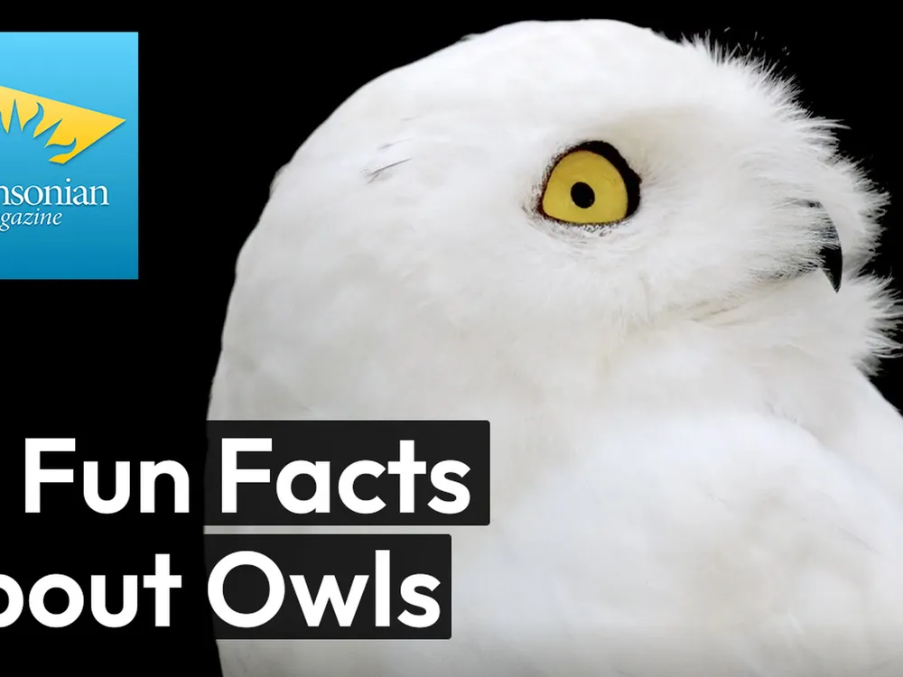 Preview thumbnail for video '10 Fascinating Facts About Owls