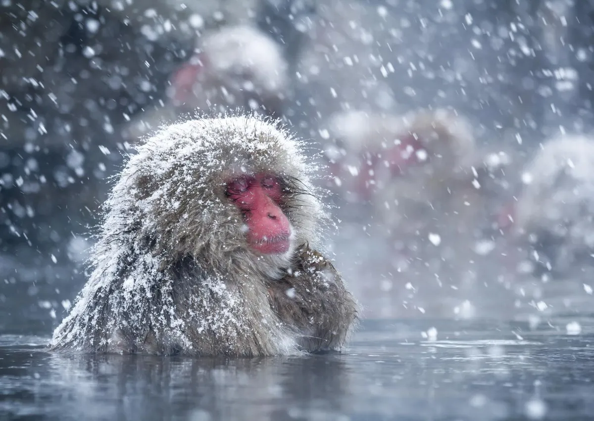 Chilling Out in Hot Springs May Help Japan's Snow Monkeys Reduce Stress