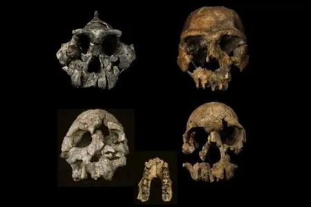 Some of the toothy fossils that clued researchers in on our ancestor’s grass-eating tendencies.