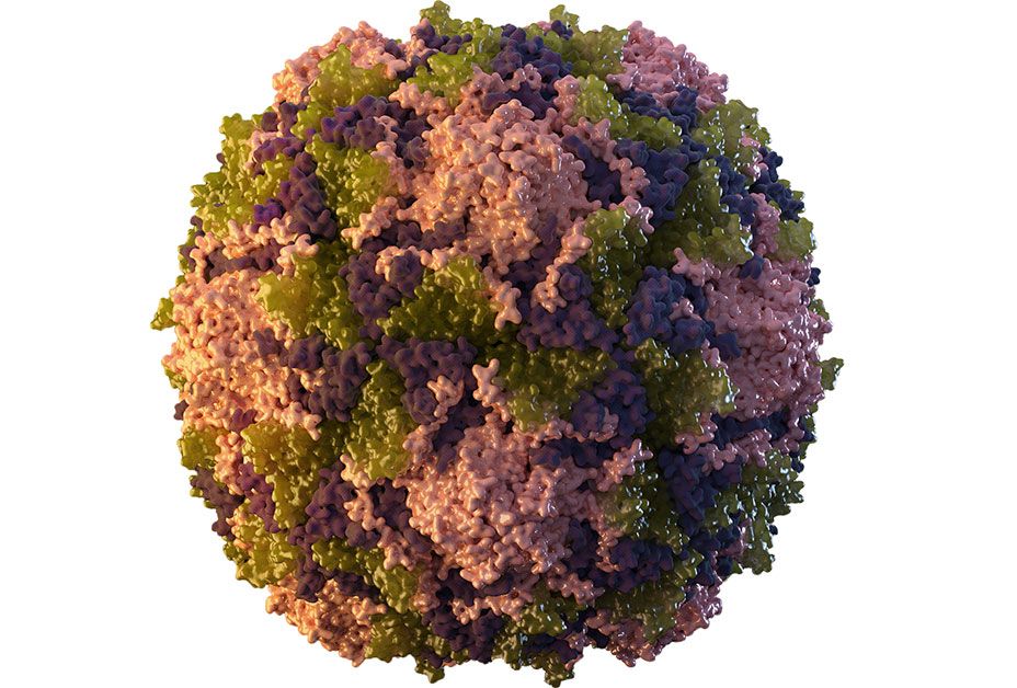 An illustrated close-up model of the poliovirus; a round ball of small, squiggly shapes that are purple, green and light pink. Virus framed against a white background
