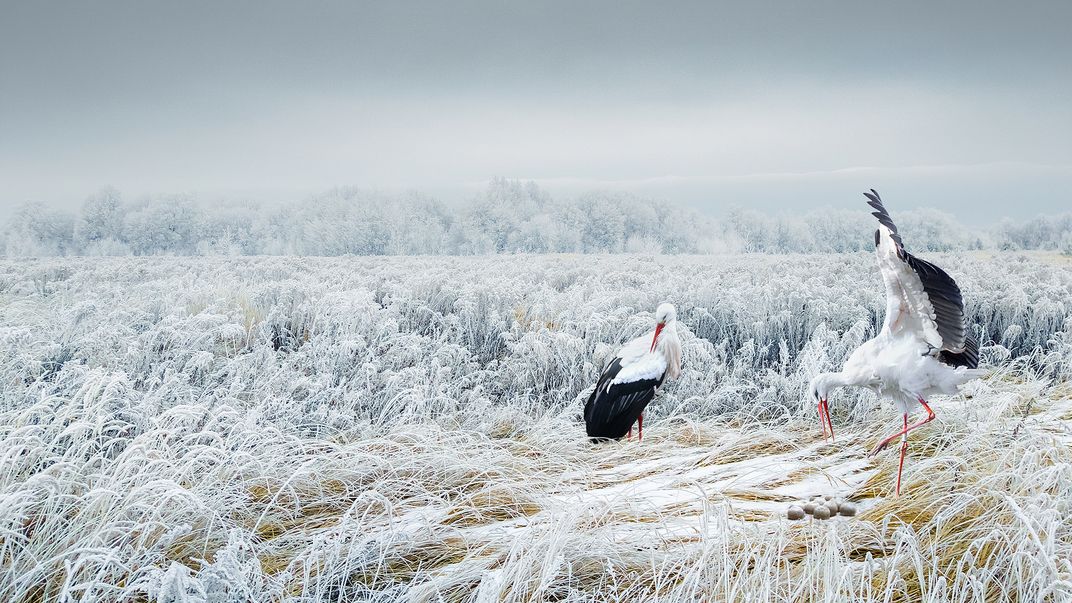 Apocrypha 5 (storks) | Smithsonian Photo Contest | Smithsonian Magazine
