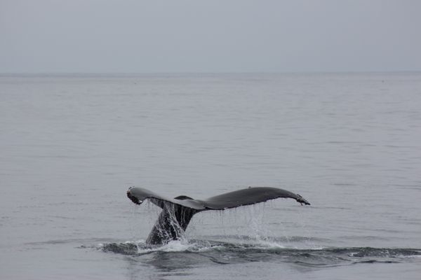 A whale tail as the giant creature disappears into the vast ocean thumbnail