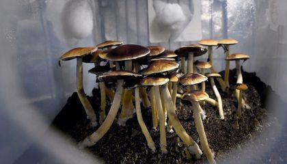 Why Psychedelic Drugs May Become a Key Treatment for PTSD and Depression