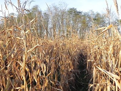 corn fields