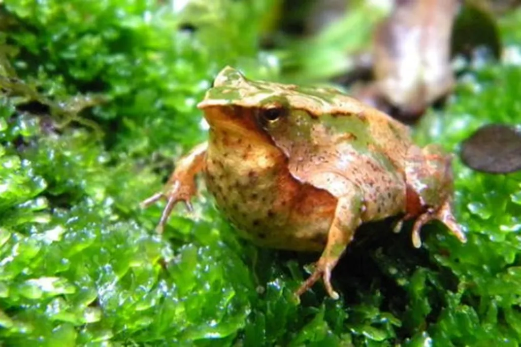 A Darwin’s frog daddy, of the southernly species.