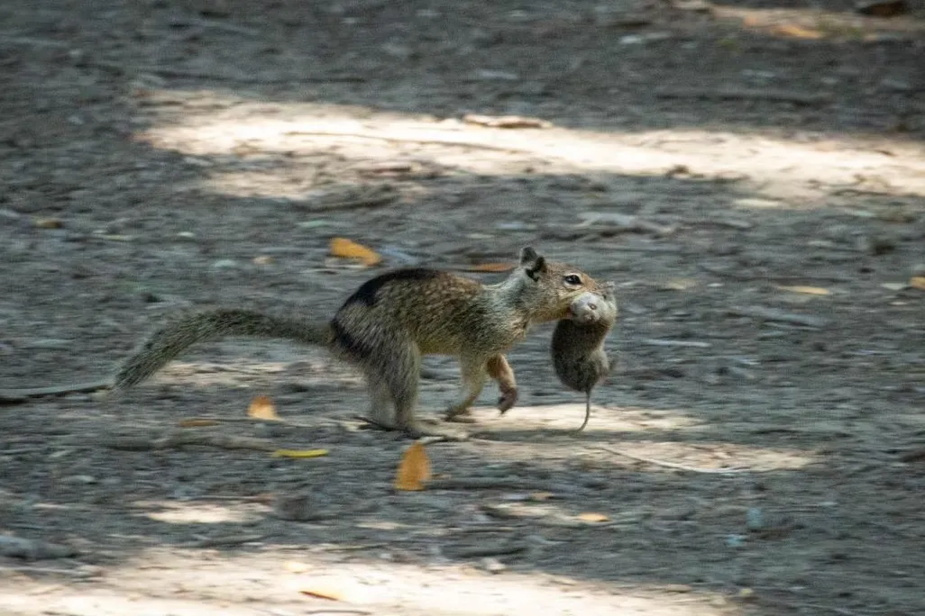 a squirrel runs with a vole in its mouth