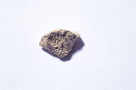 A piece of bone labeled PP-00128 was thought to belong to a bear until DNA analysis revealed it came from a dog.