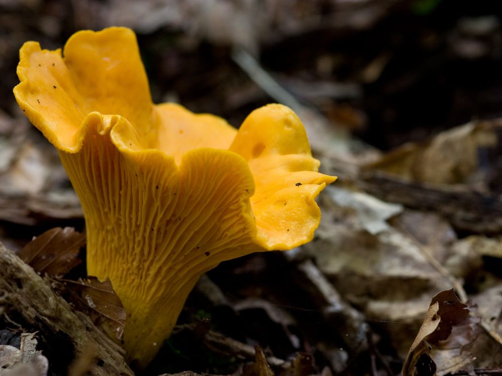 Yellowish mushroom emerging from dirt