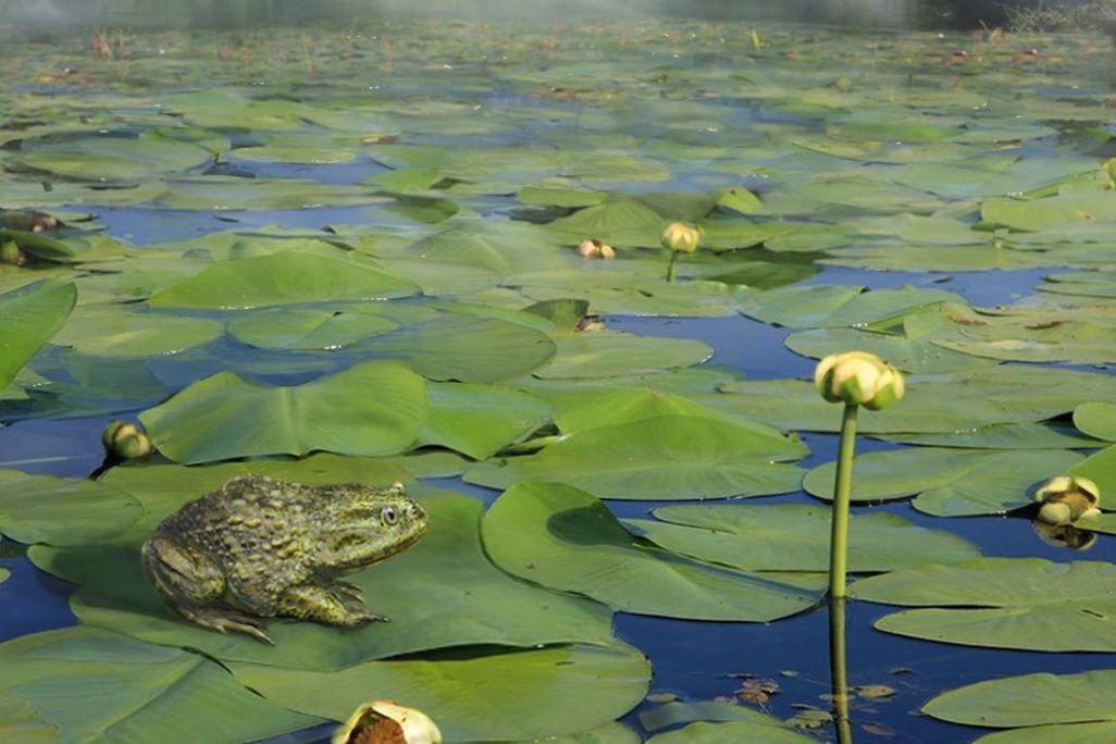 Artist's rendering of extinct frog
