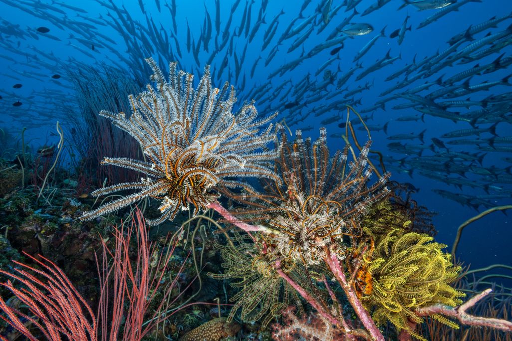 coral