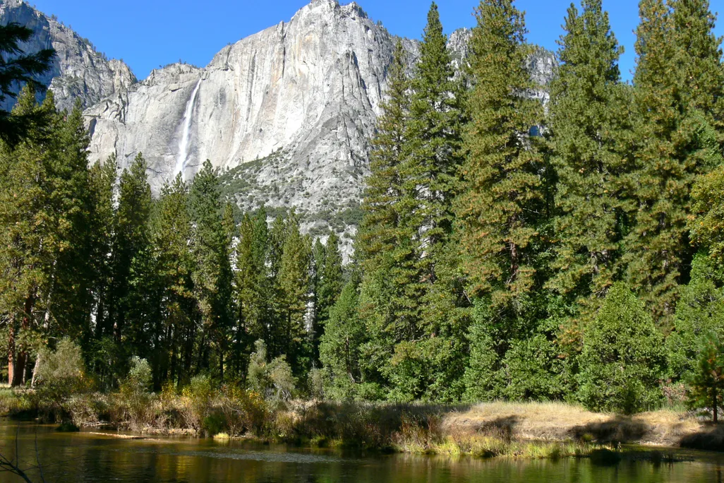 Ponderosa pines