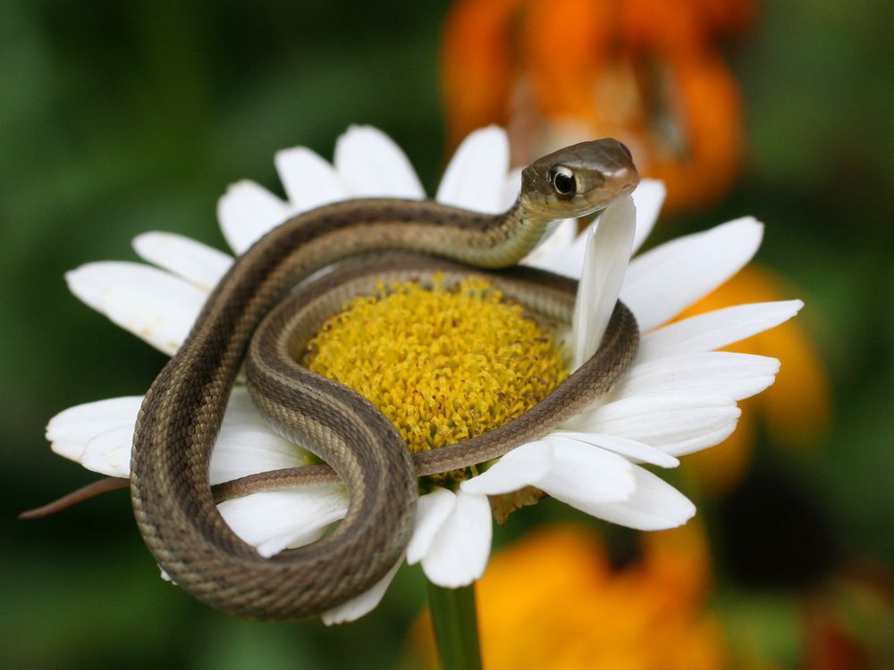 A snake resting on flower petal Smithsonian Photo Contest