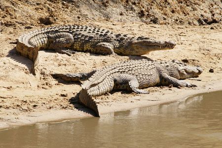 As one Nile crocodile rests, another perks up near a river in Tanzania.